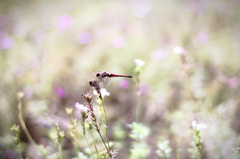 Fancy dragonfly.　~violet