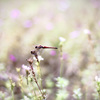 Fancy dragonfly.　~violet