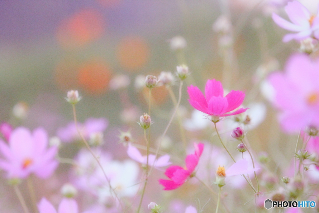 秋桜のため息