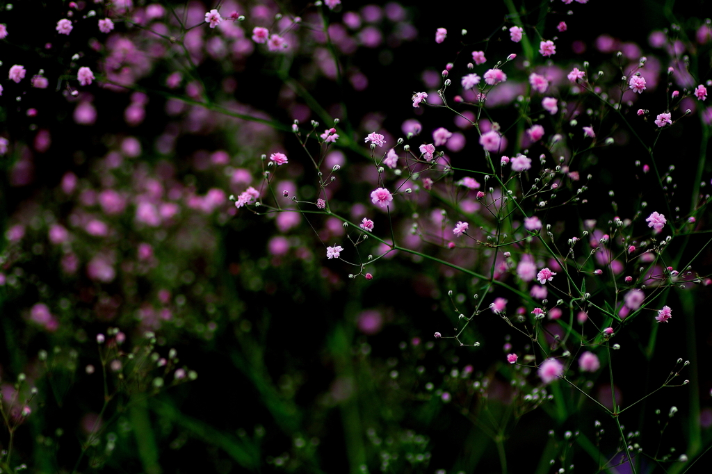 ６月の花　～カスミソウ