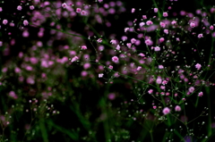 ６月の花　～カスミソウ