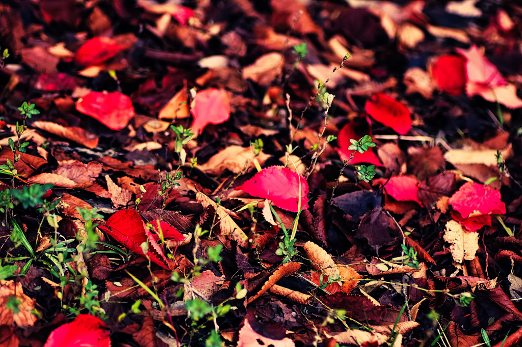 Fallen leaf.