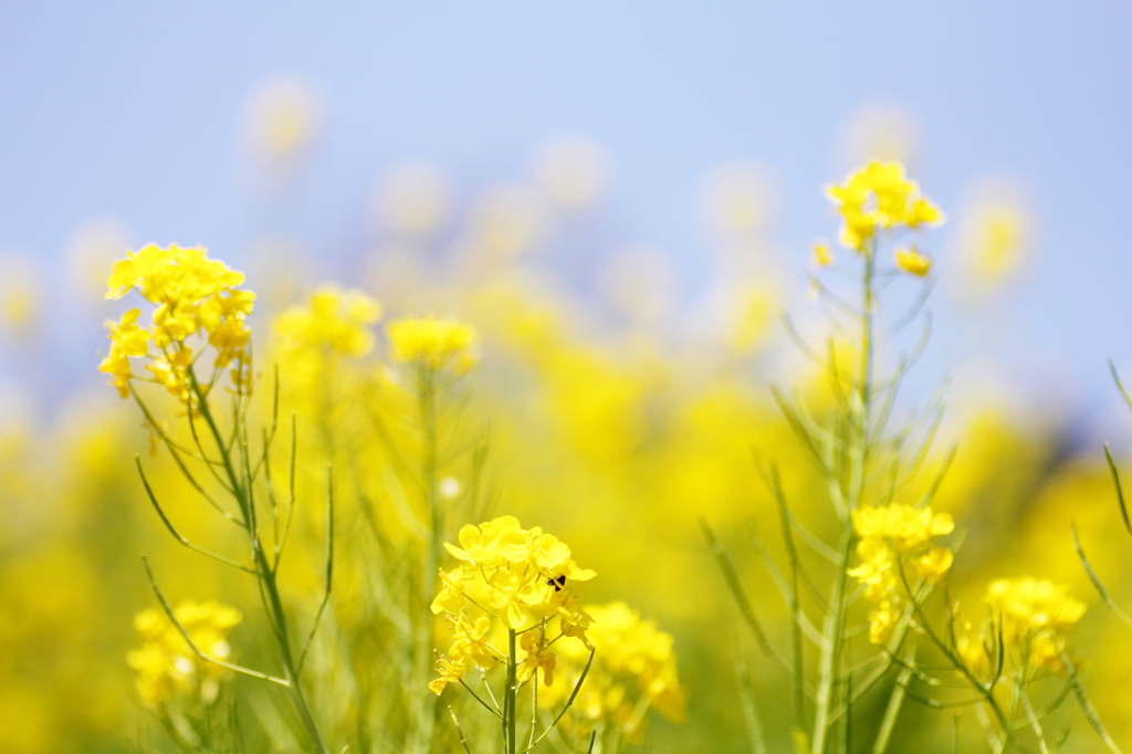 菜の花うらら