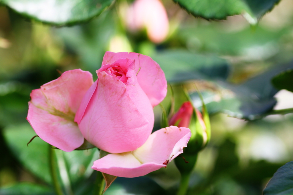 春の花　～薔薇