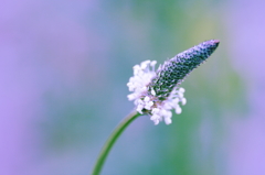 春の花　～ヘラオオバコ 