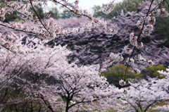 桜の層