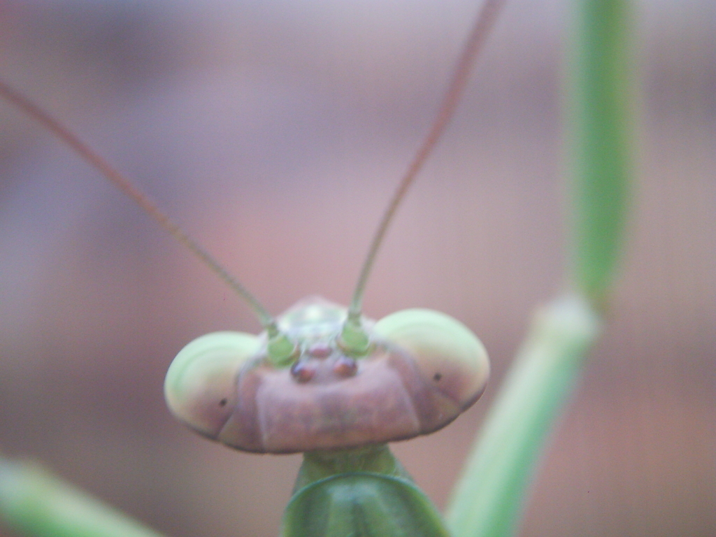 カマキリくん