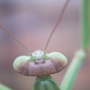 カマキリくん