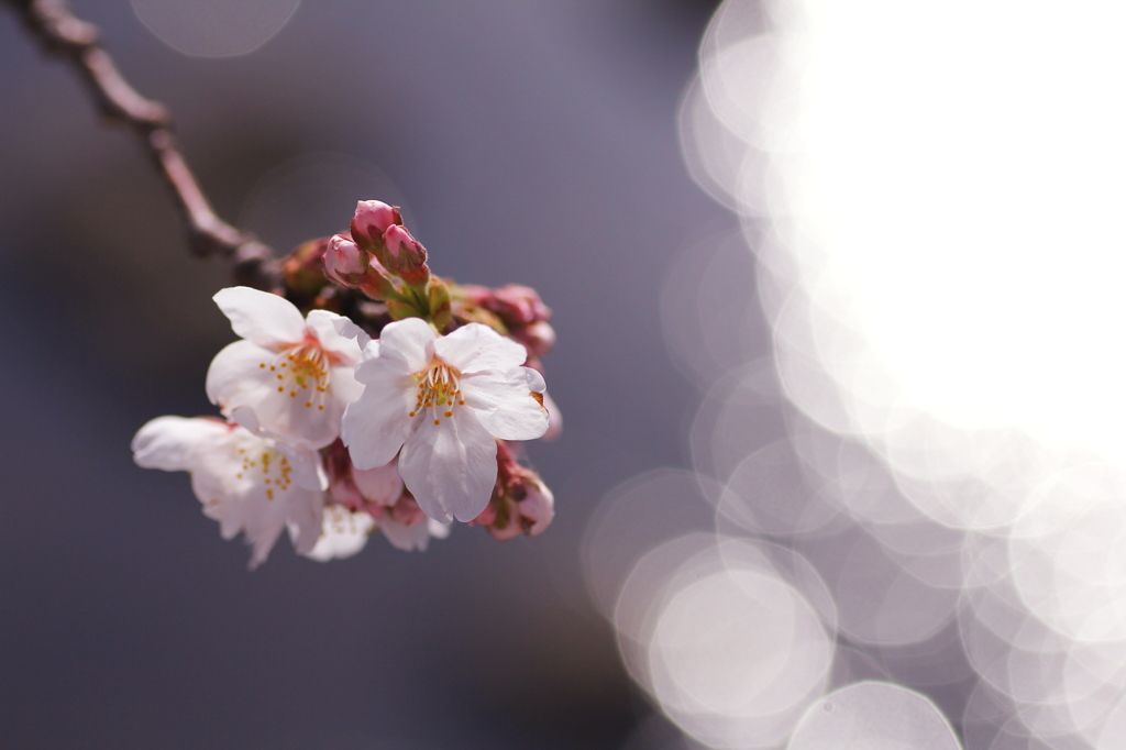 桜のきらめき