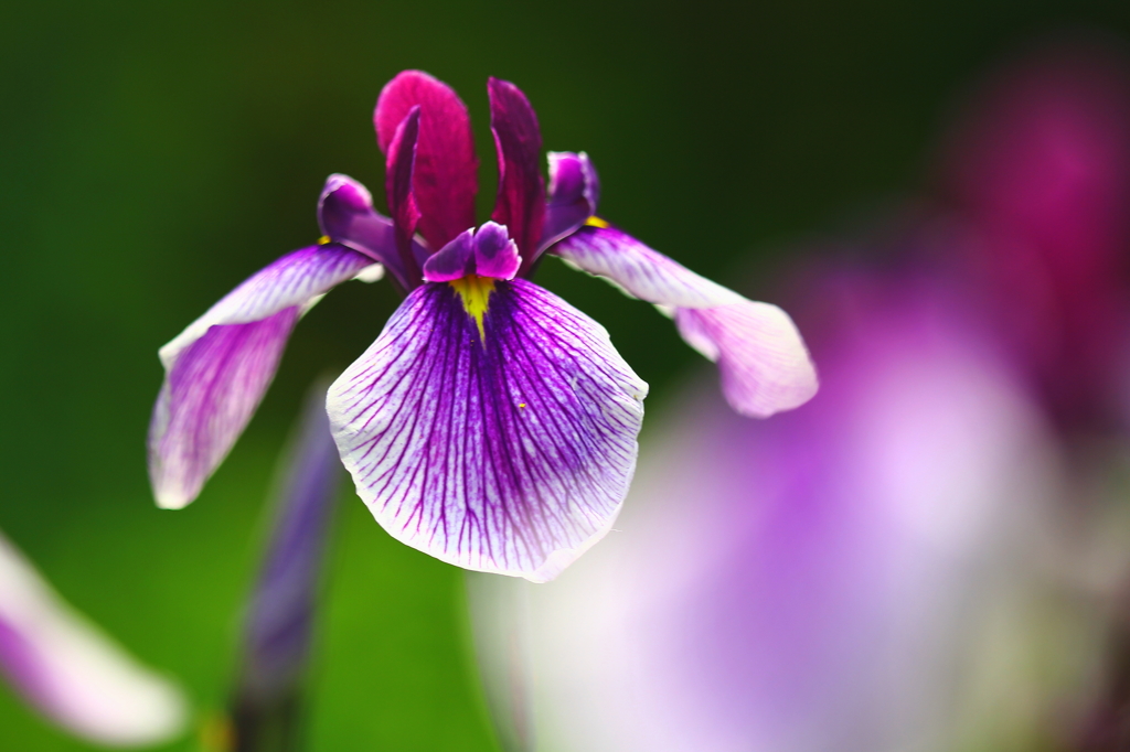 春の花　～菖蒲