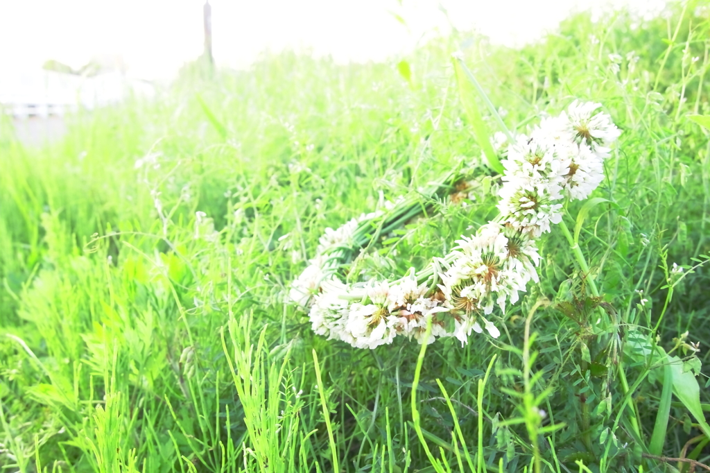 誰かが編んだ花冠