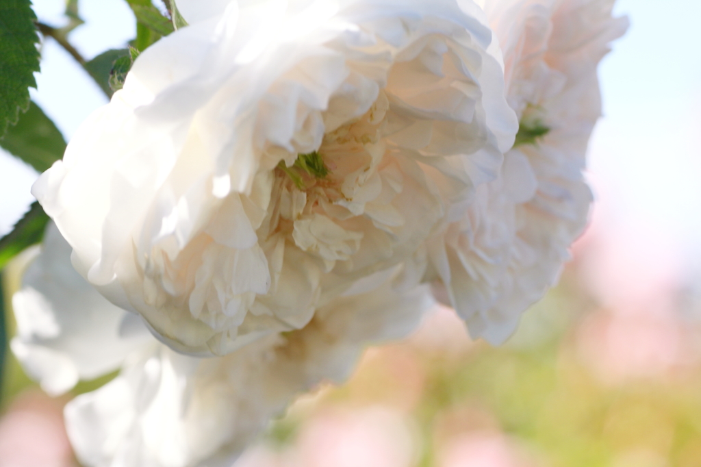 春の花　～薔薇