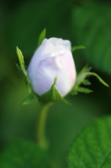 春の花　～薔薇