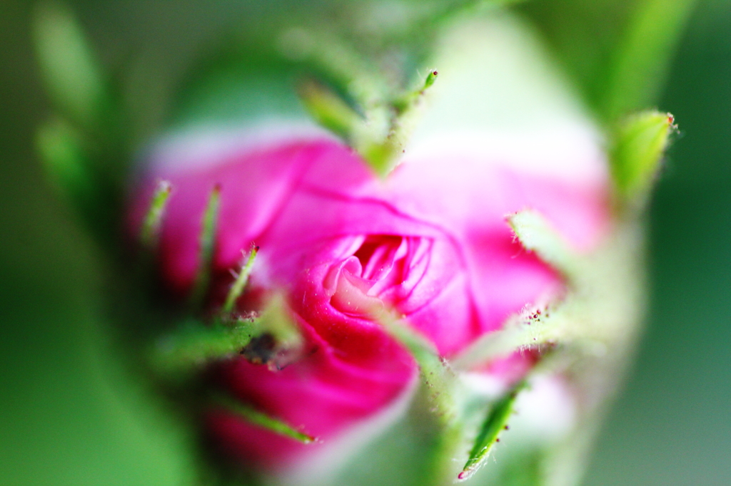 春の花　～薔薇