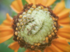 夏の花　～ルドベキア