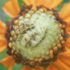 夏の花　～ルドベキア