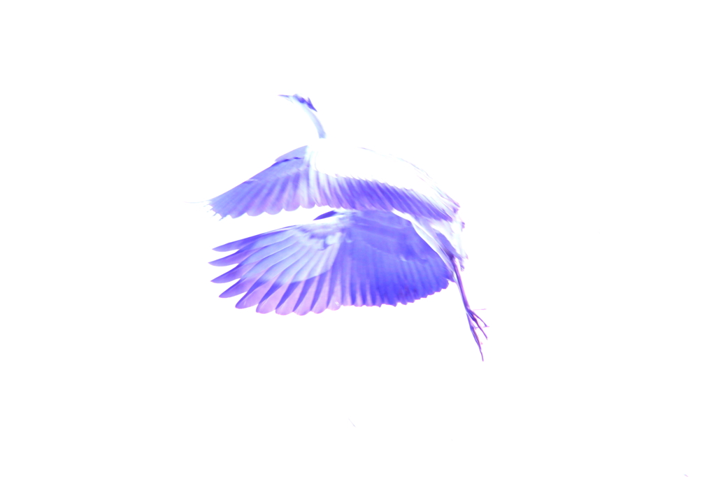 雪見鳥