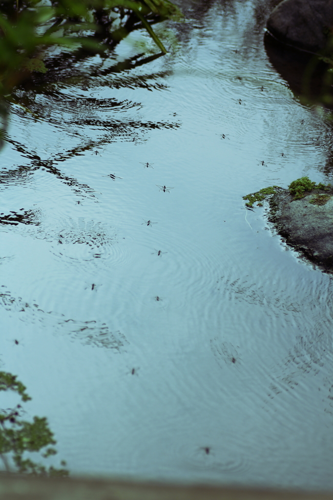 水辺の風景