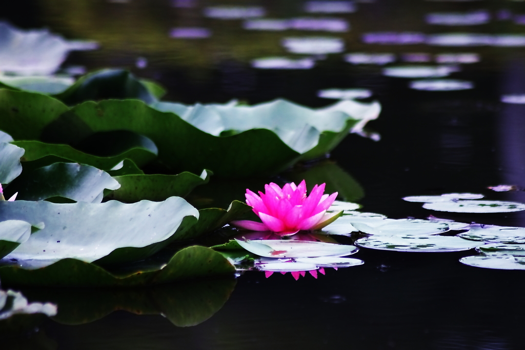 夏の花　～スイレン