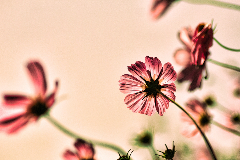 我流秋桜