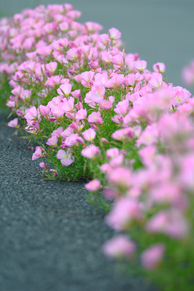 春の花　～ヒルザキツキミソウ
