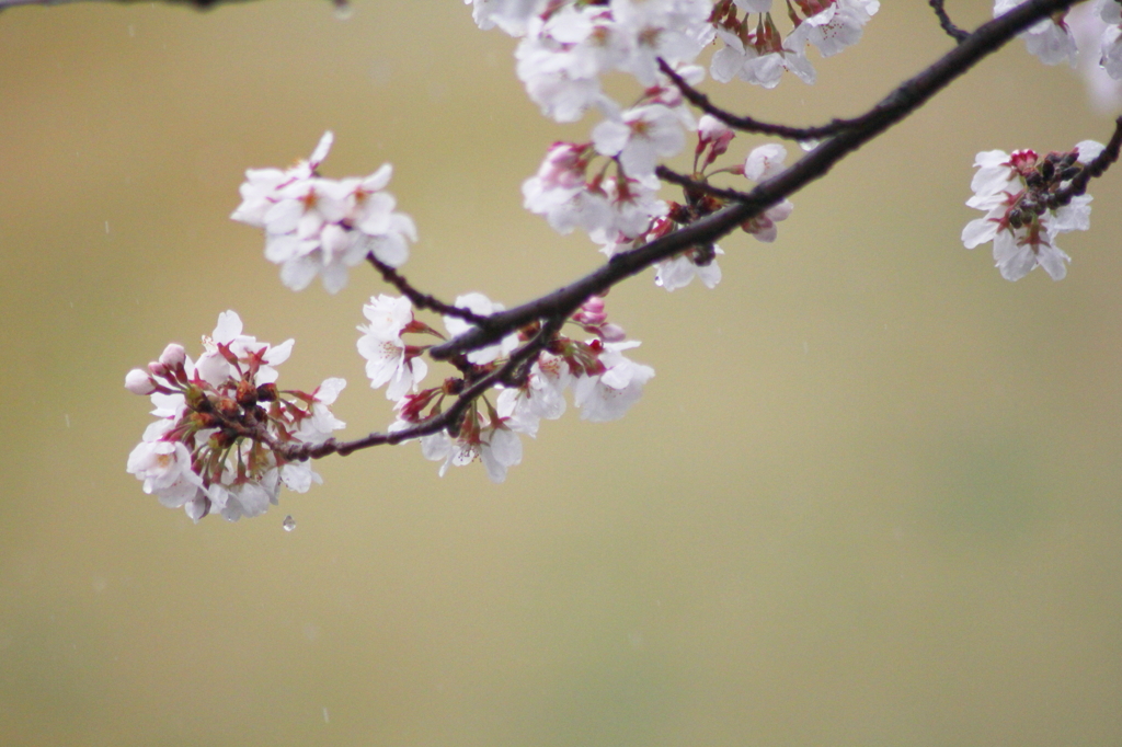 桜時雨～絹