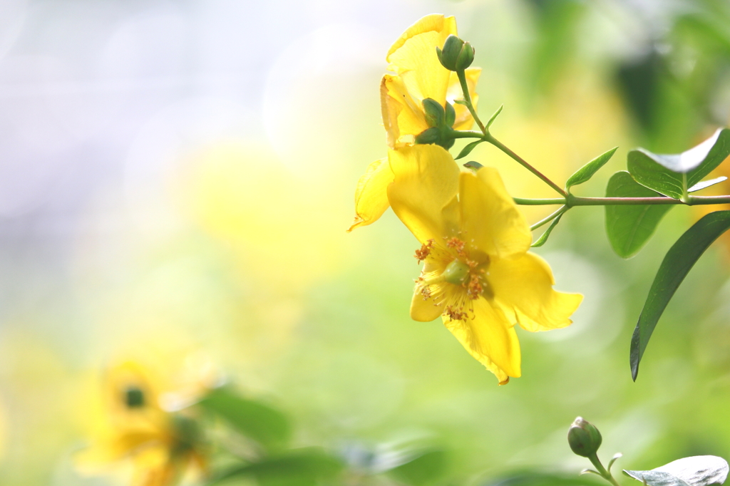 初夏の花　～ヒペリクム・ヒドコート