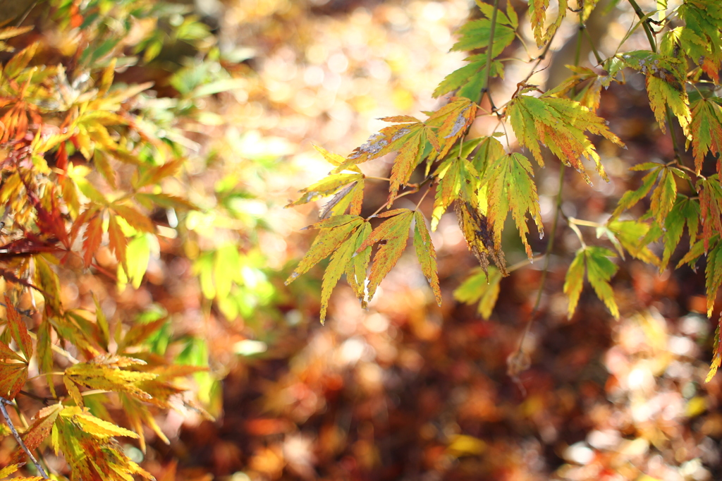 枝垂れ紅葉