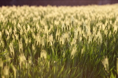 夕陽に染まる麦畑