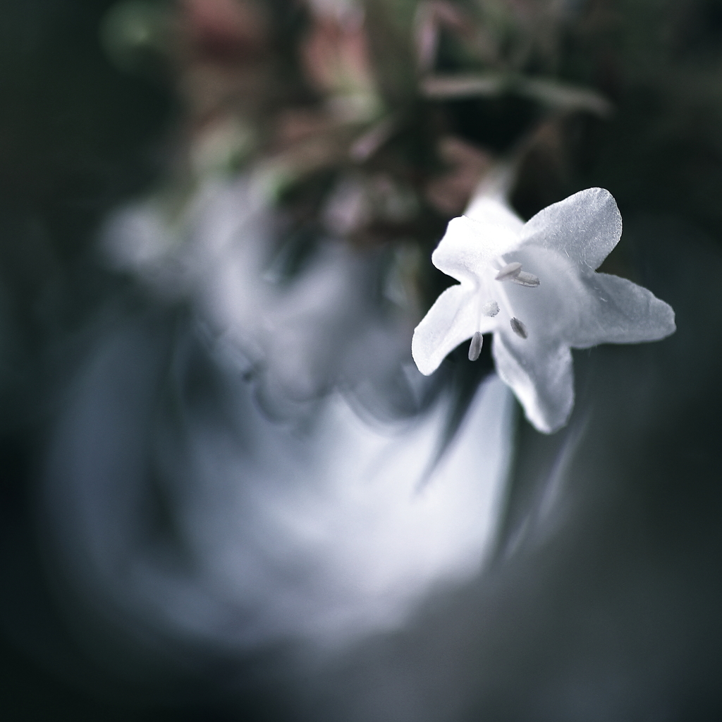 夏の花　～アベリア