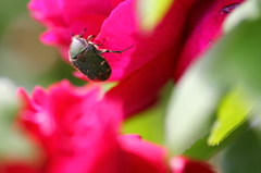 マテリアル　～薔薇