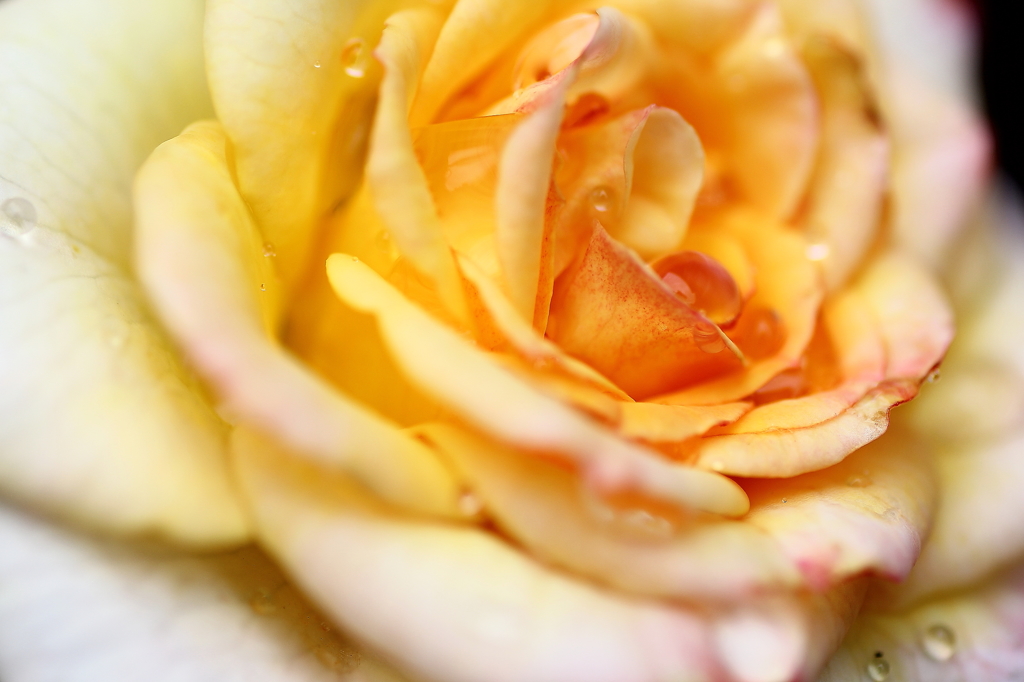 薔薇露