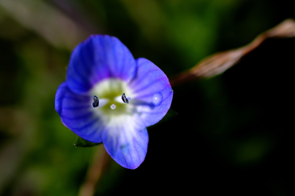 Blue eyes.