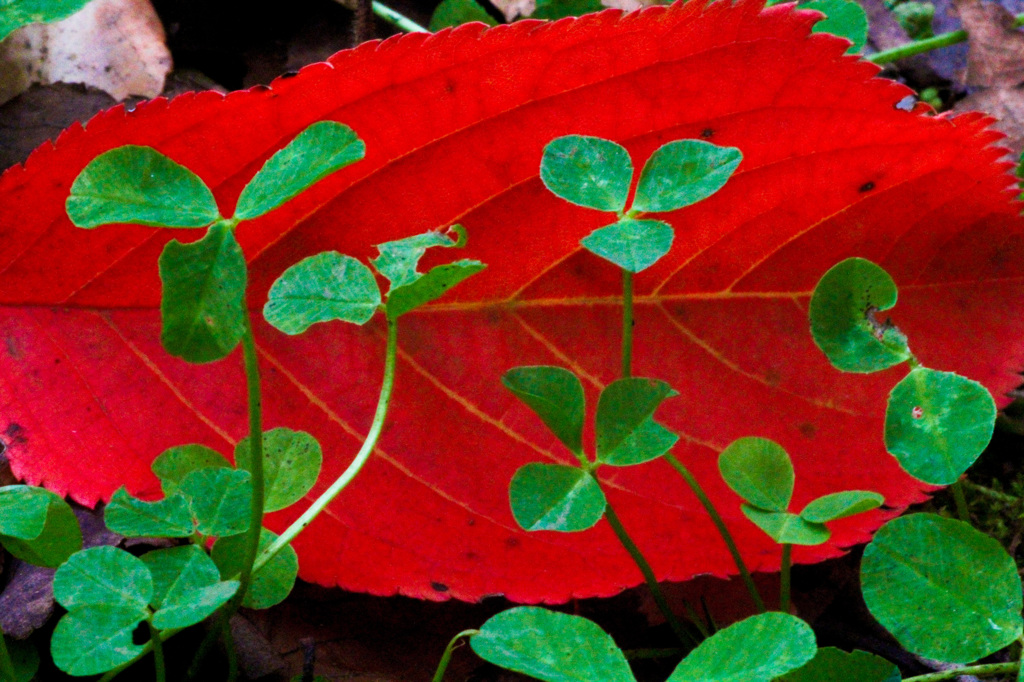 Fallen leaf.