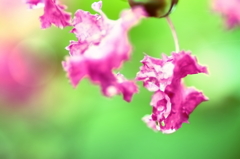 夏の花　～サルスベリ