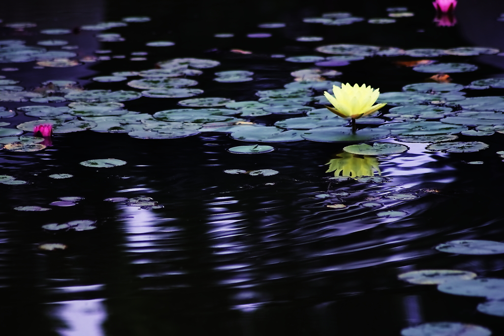 夏の花　～スイレン