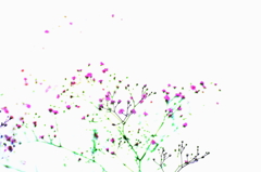 ６月の花　～カスミソウ
