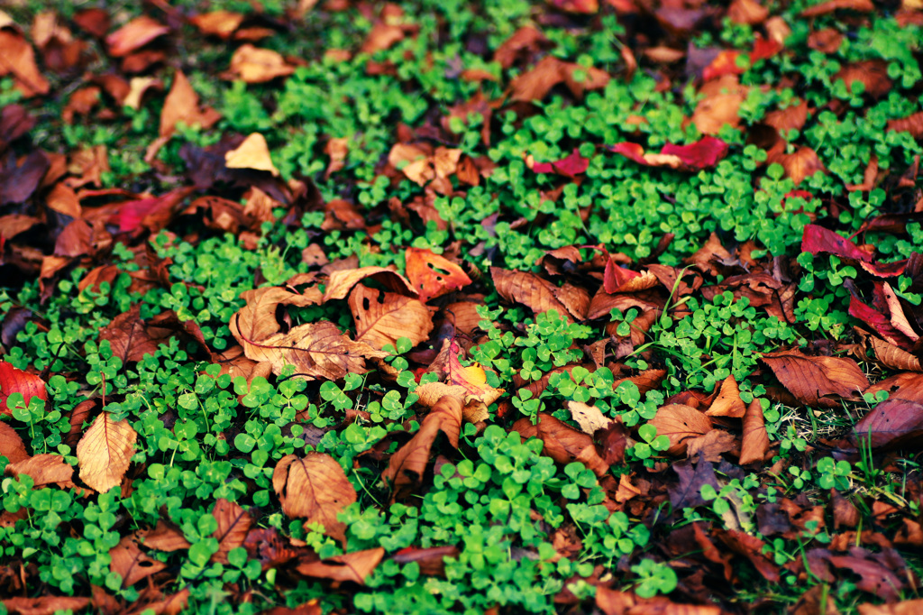 Fallen leaf.