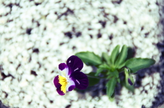 春の花　～ビオラ