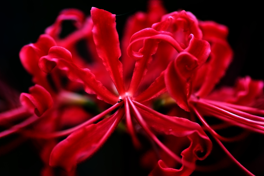 秋の花　～曼珠沙華