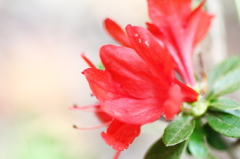 春の花　～つつじ