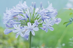 夏の花　～アガパンサス