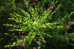 放射状　～萩の花