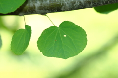 Green of the forest.