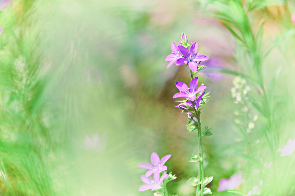 春の花　～桔梗草