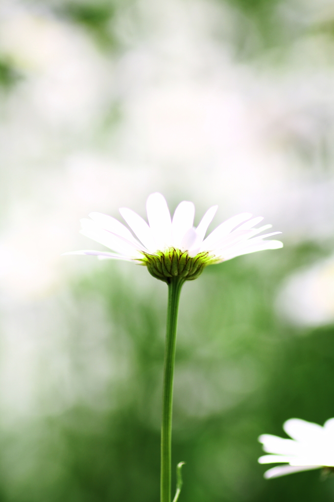 春の花　～マーガレット