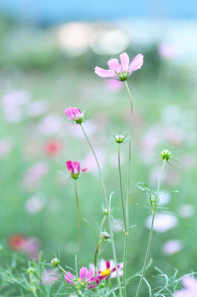 秋の花　～コスモス