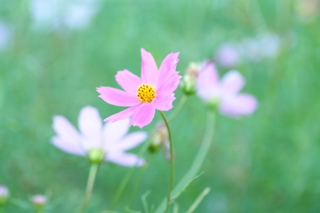 秋の花　～コスモス