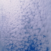 うろこ雲とサルスベリ