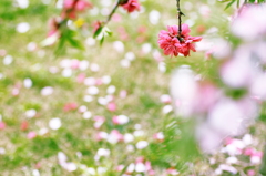 春の花　～枝垂れ花桃